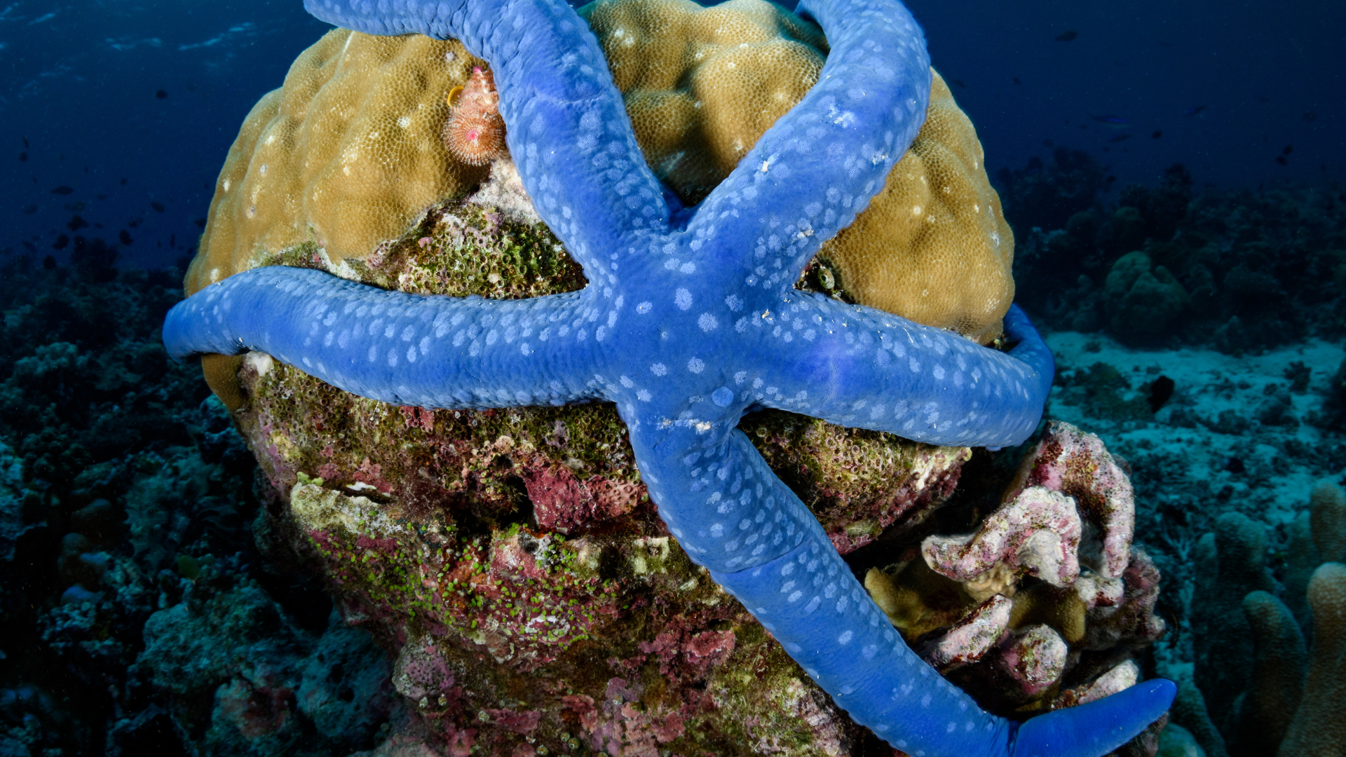 Oceano de Oportunidades: Um Mergulho Crítico na Economia Azul Brasileira